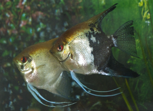 fish
