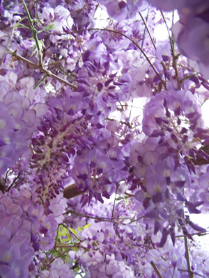 Levendar Flowers