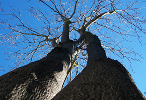 Bare  Trees in Winter