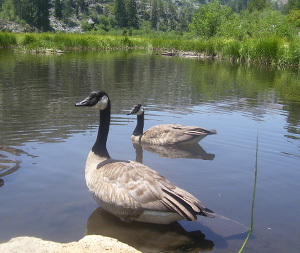 2 geese in a pond