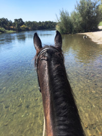 Riding Meditation, Gaited Hooves & Quiet Mind