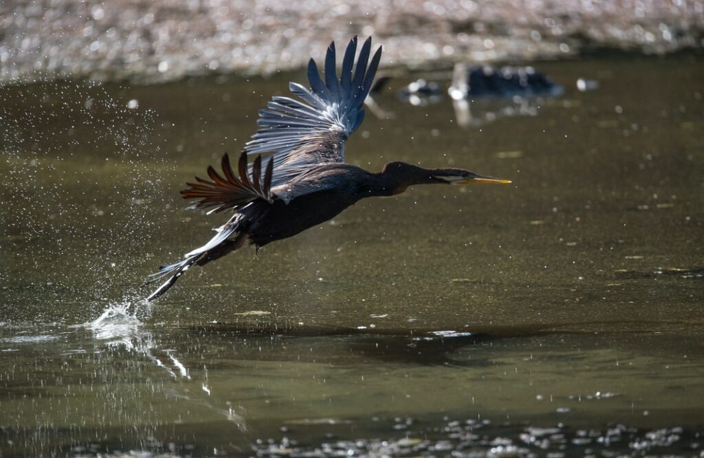 photo by David Clode of A Darter takes off and flies to another spot to try its luck fishing elsewhere. Freshwater Lake, Cairns, Australia.