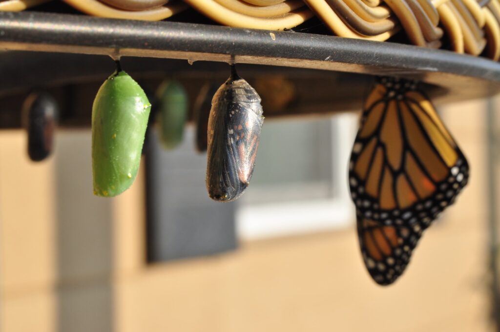 suzanne d. williams photo of a butterfly and pupa stages on unsplash.com